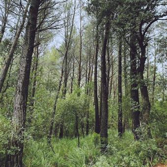 EVER GREEN OAK -VINILO-